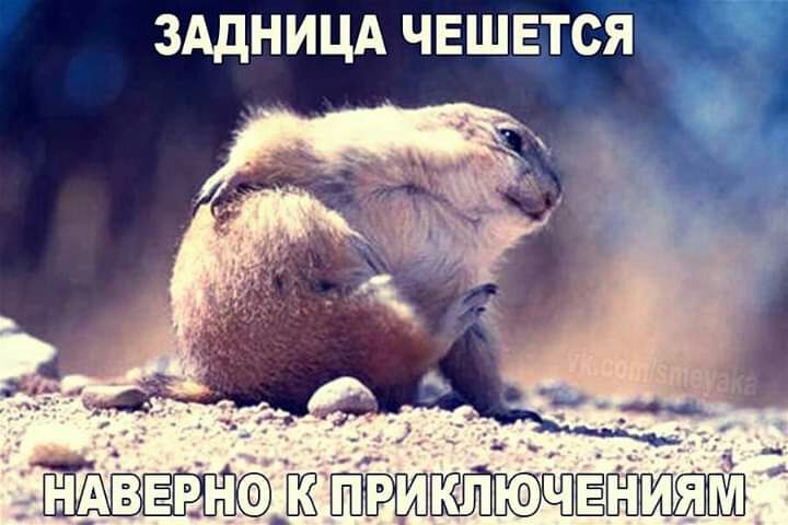ЗАДНИЦА чвшвтся Ё М при