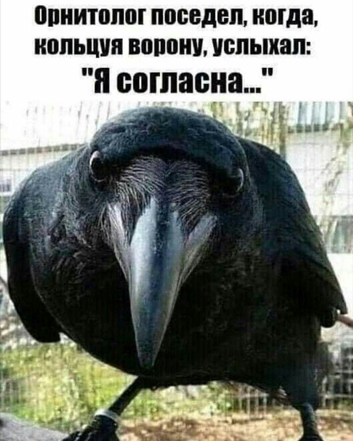 НИТ поседеп когда ШШЫШП ШШШ УСПЫХЗЛ