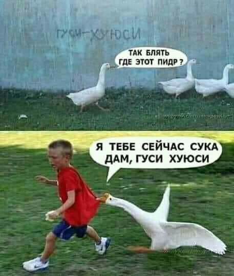 я ТЕБЕ СЕЙЧАС СУКА дАМ гуси хуюси