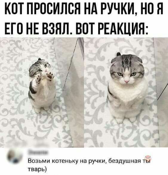 КОТ ПРОВИЛСЯ НА РУЧКИ но Я ЕГО НЕ ВЗЯЛ ВПТ РЕАКЦИЯ А Возьми котеньку на ручки бездушная ты тварь