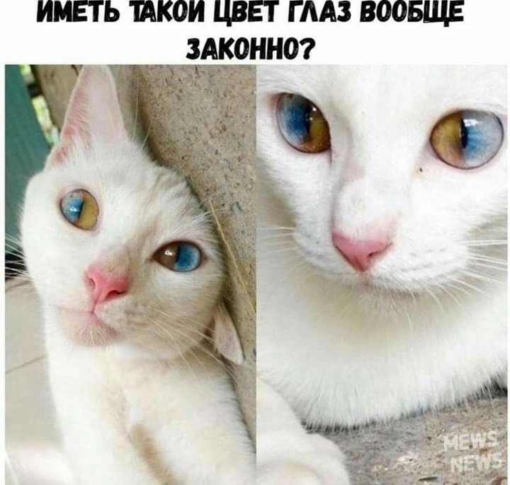 ИМЕТЬ КОИ ЦВЕТ Г ААВ ВООБЩЕ