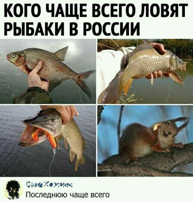 кого ЧАЩЕ всвго ловят и в россии інші Коки ь Последнюю чаще всего