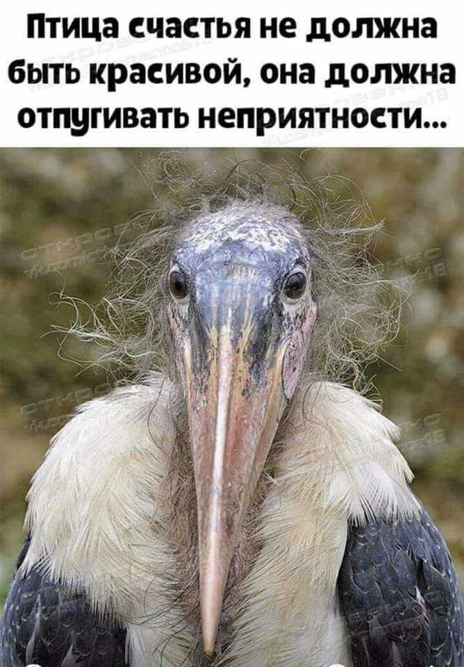 Птица счастья не должна быть красивой она должна ОТПЦГИВЗТЬ неприятности