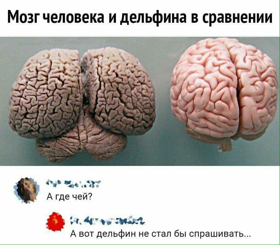 МОЗГ человека И дельфина В сравнении сд А где чей НА мж А А вот дельфин не стал бы спрашивать