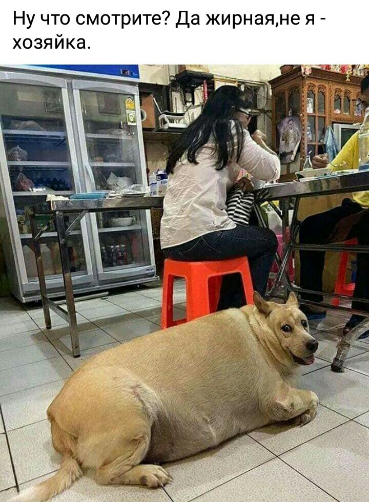 Ну что смотрите Да жирнаяне я хозяйка