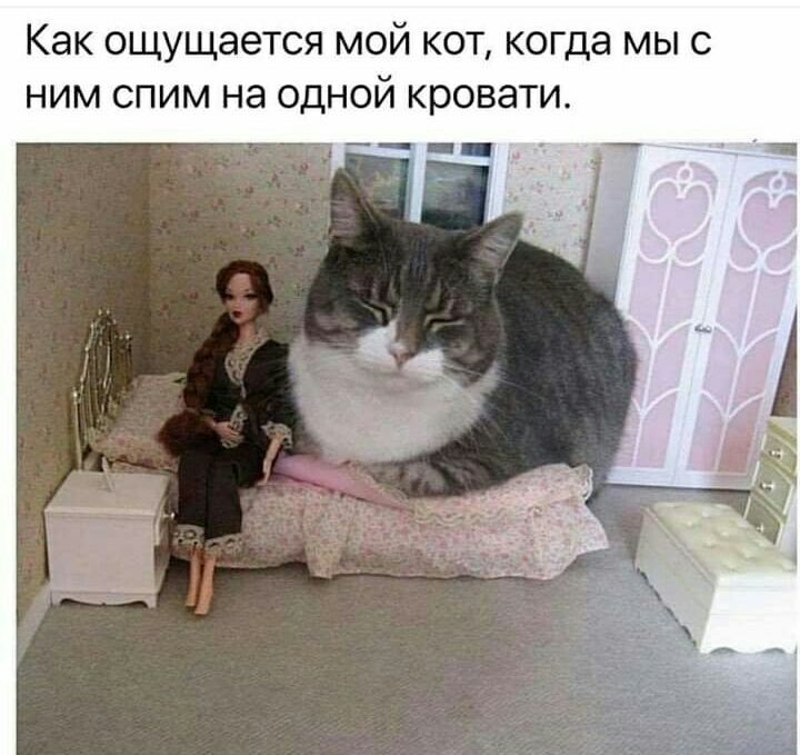 Как ощущается мой кот когда мыс ним спим на одной кровати