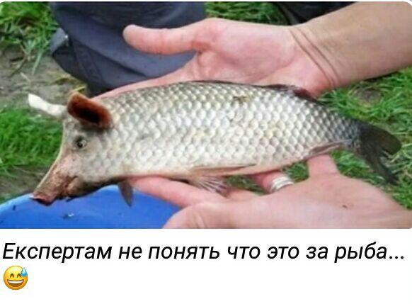 ЕКСПЭРТЗМ не ПОНЯТЬ ЧТО ЭТО за рыба
