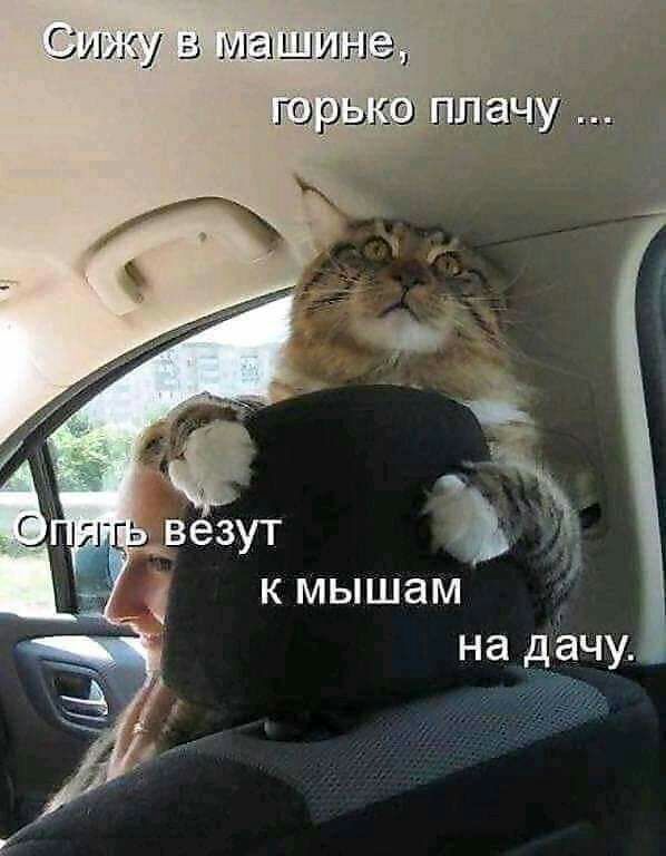 Сижу В машине гор к мышам на дачу