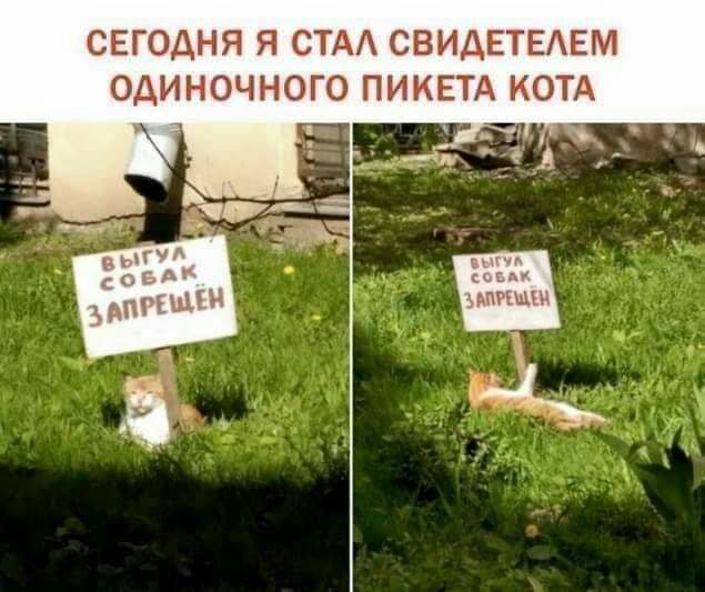 СЕГОДНЯ Я СТА СВИДЕТЕАЕМ ОДИНОЧНОГО ПИКЕТА КОТА