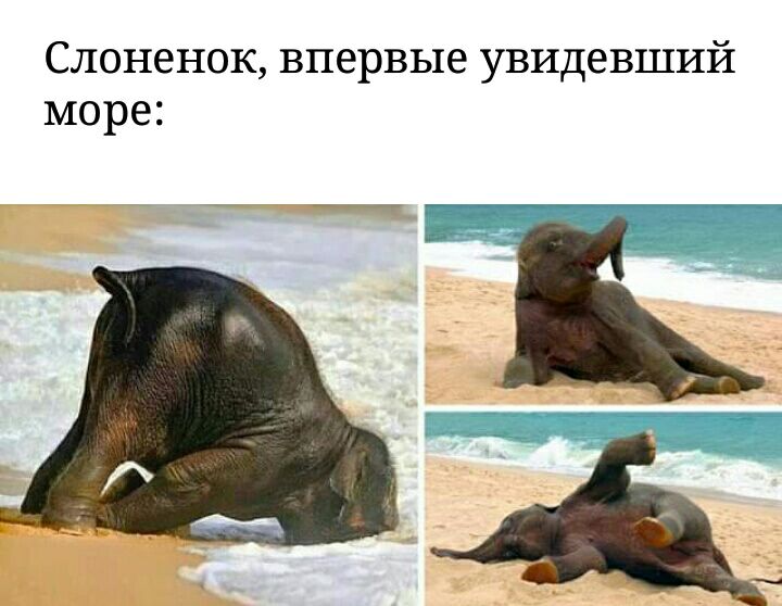 Слоненок впервые увидевший море