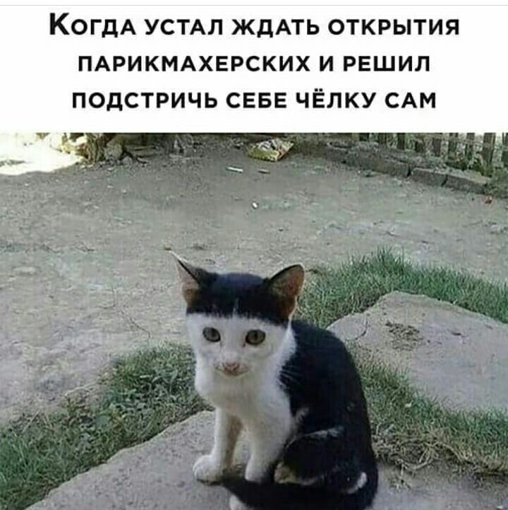 КОГДА УСТАЛ ЖДАТЬ ОТКРЫТИЯ ПАРИКМАХЕРСКИХ И РЕШИЛ ПОДСТРИЧЬ СЕБЕ ЧЁЛКУ САМ