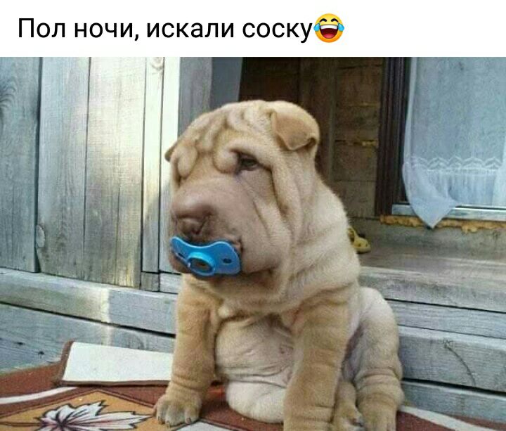 Пол ночи искали соскуё