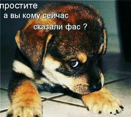 фосгите _ а вы кому цейчас сказали фас