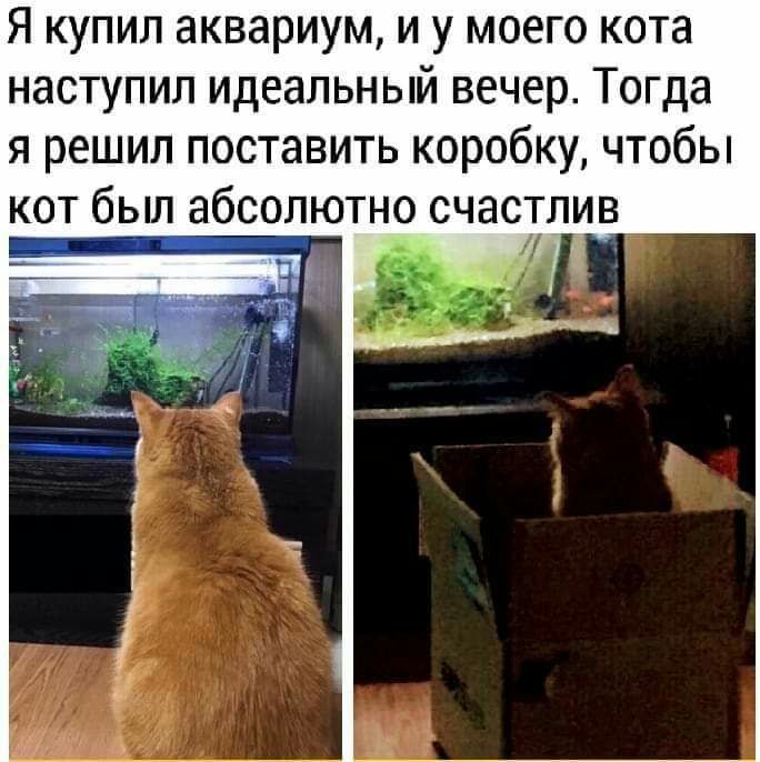 Я купил аквариум и у моего кота наступил идеальный вечер Тогда я решил поставить коробку чтобы кот бьл абсолютно счастлив