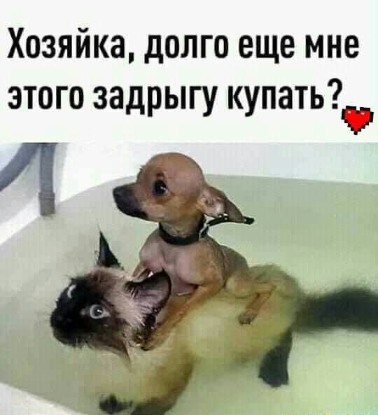 Хозяйка долго еще мне ЭТОГО ЗЗДРЫГУ КУПЗТЬ ф чп 4 й