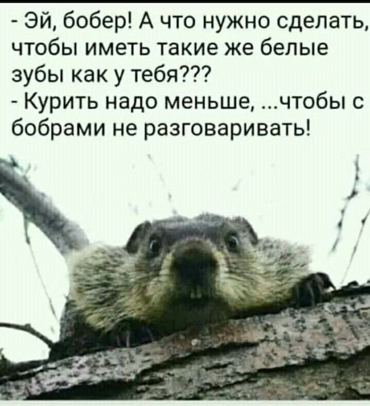 Эй бобер А что нужно сделать чтобы иметь такие же белые зубы как у тебя Курить надо меньше чтобы с бобрами не разговаривать