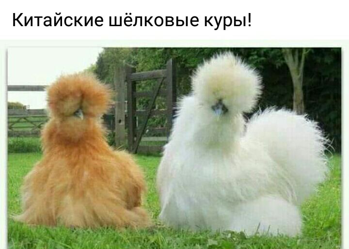 Китайские шёлковые куры