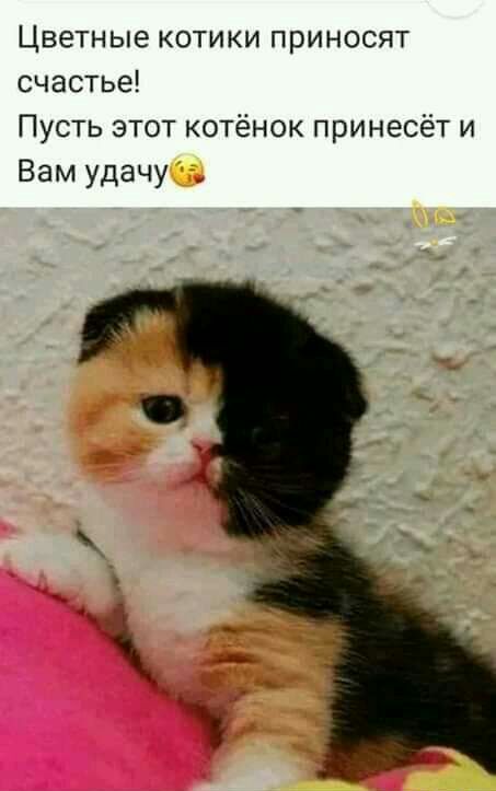 Цветные котики приносят счастье Пусть этот котёнок принесёт и Вам удачу