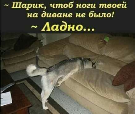 Шарик чтоб ноги твоей на диване не бьию __ Аадно г