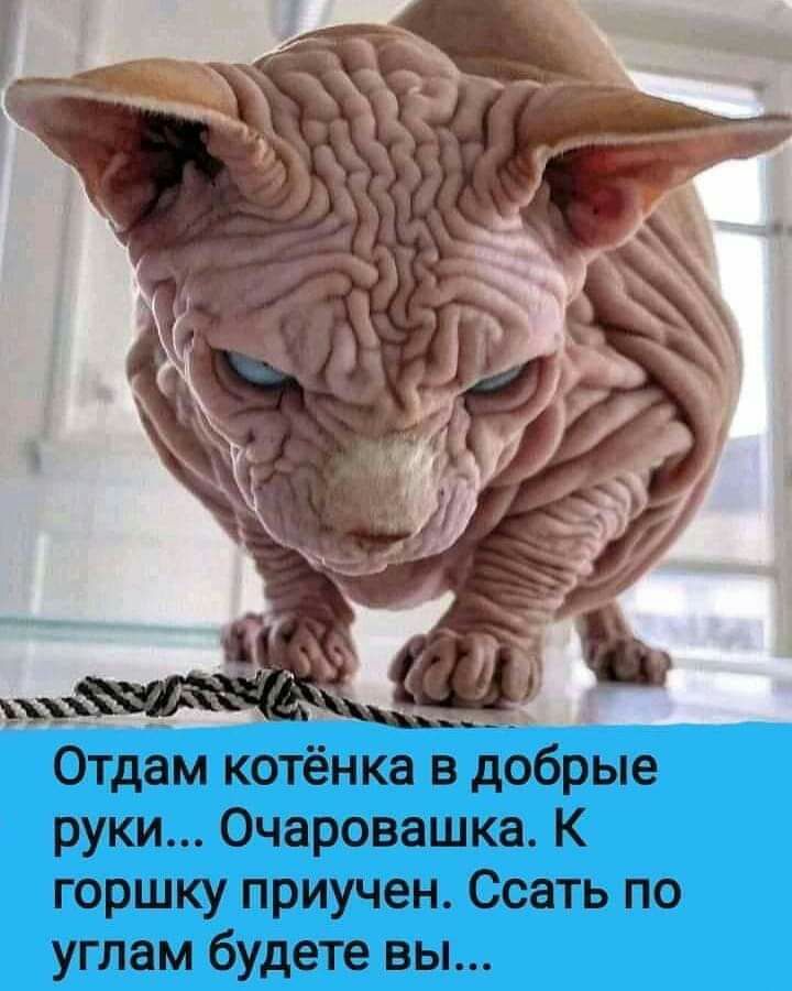 __ Отдам котёнка в добрые руки Очаровашка К горшку приучен Ссать по углам будете вы