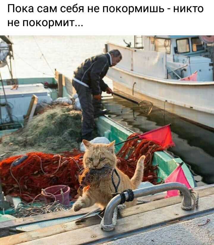 Пока сам себя не покормишь никто не покормит