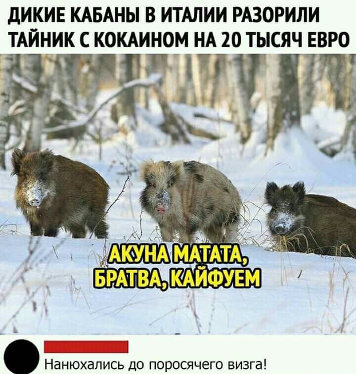 ДИКИЕ КАБАНЫ В ИТАЛИИ РАЗОРИЛИ ТАЙНИК С КОКАИНОМ НА 20 ТЫСЯЧ ЕВРО тц ищи Г __ НаНЮХЗЛИСЬ ДО ПОРОСЯЧЭГО ВИЗГд