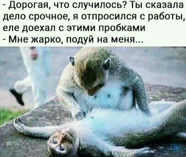 Дорогая что случилось Ты сказала дело срочное я отпросился с работы еле доехал с этими пробками Мне жарко подуй на меня іі