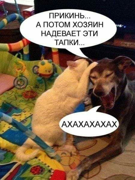 прикинь А потом хозяин НАДЕВАЕТ эти ТАПКИ АХАХАХАХАХ
