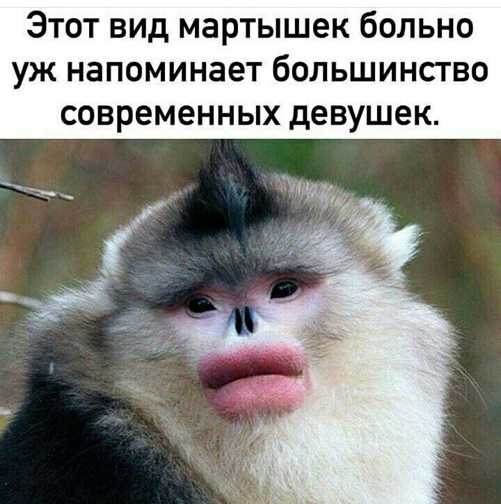 Этот вид мартышек больно уж напоминает большинство современных девушек