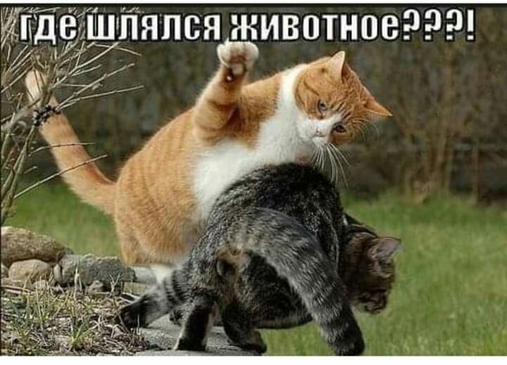 м 0 н П В и шт 0 с я П