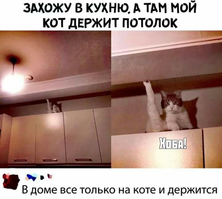 здхожу в кухню А ТАН мой кот держит потолок в В доме все только на коте и держится