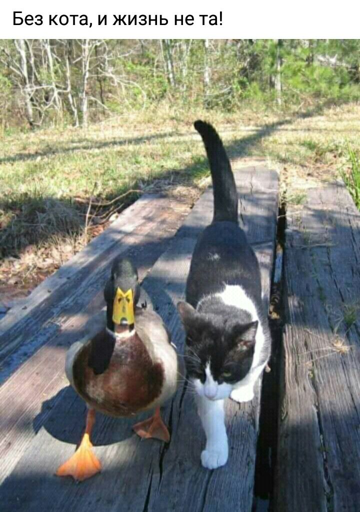 Без кота и жизнь не та