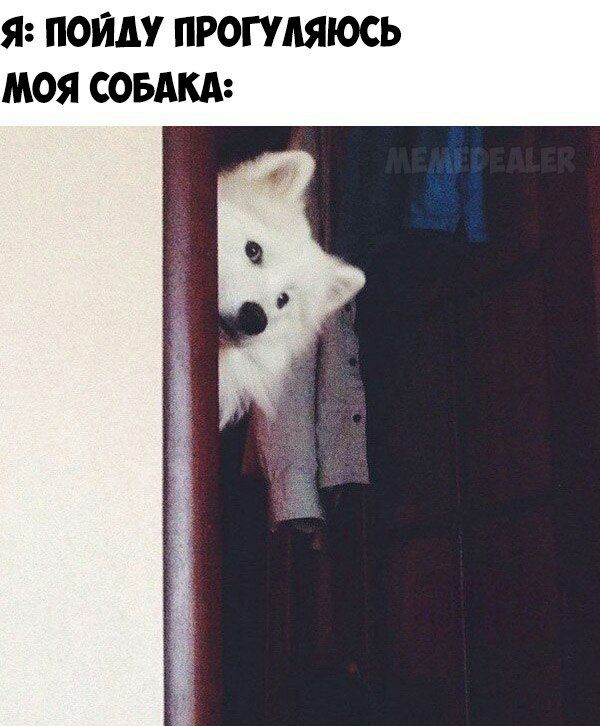 Я ПОЙДУ ПРОГУЛЯЮСЬ МОЯ СОБАКА