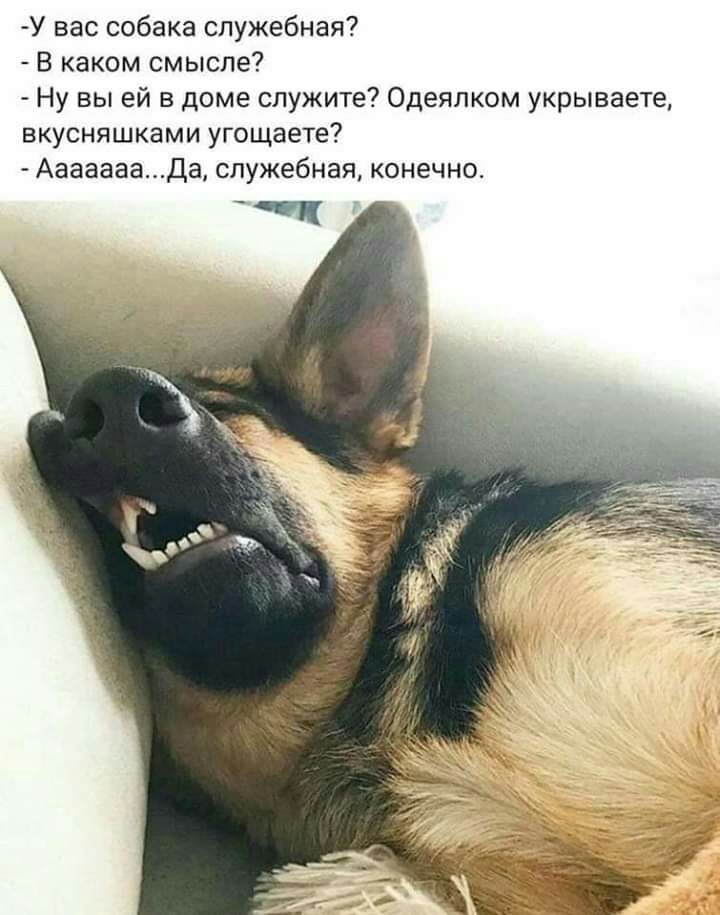 У вас собака служебная В каком смысле Ну вы ей в доме служите Одеялком укрываете вкусняшками угощаете АааааааДа служебная конечно