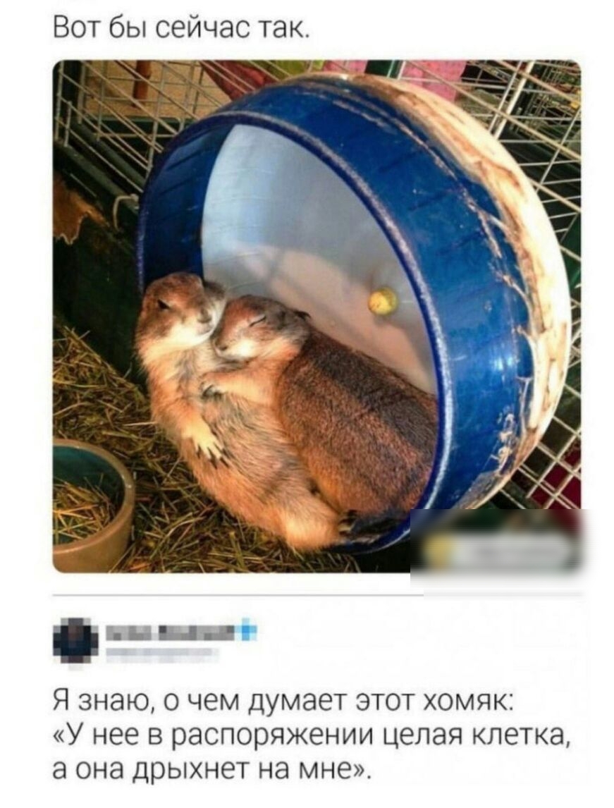 Вот бы сейчас так 7 м ннг Я ЗНЭЮ О чем думает ЭТОТ ХОМЯКЗ У нее В распоряжении целая КЛ6ТК8 а она ДрЫХНЭТ на мне