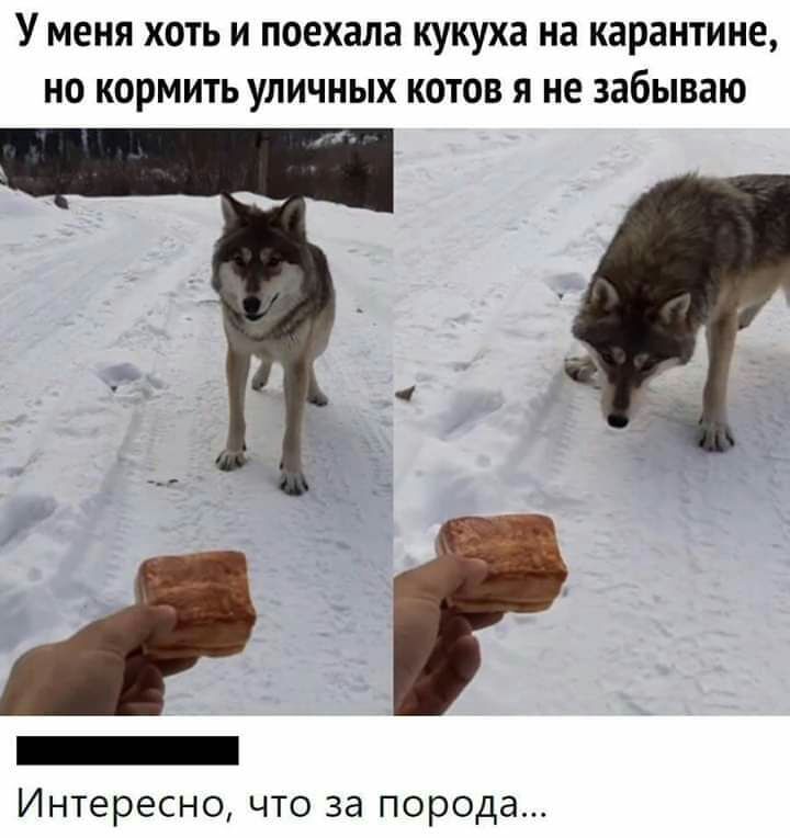 У МЕНЯ ХОТЬ И поехала кукуха на карантине НО КОРМИТЬ УЛИЧНЫХ КОТОВ Я НЕ забываю _ Интересно что за порода