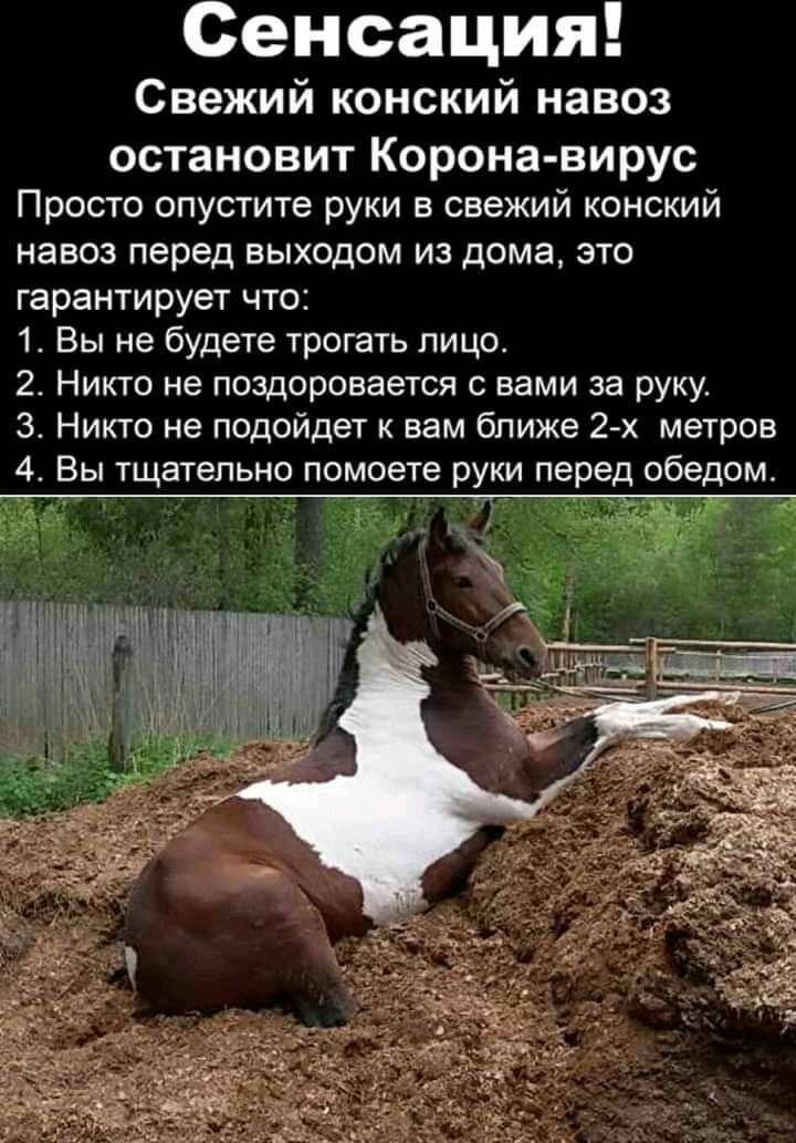 Сенсация Свежий конский навоз остановит Корона вирус Просто опустите руки в свежий конский навоз перед выходом из дома это гарантирует что 1 Вы не будете трогать лицо 2 Никто не поздоровается с вами за руку 34 Никто не подойдет к вам ближе 2 х метров 4 Вы тщательно помоете руки перед обедом