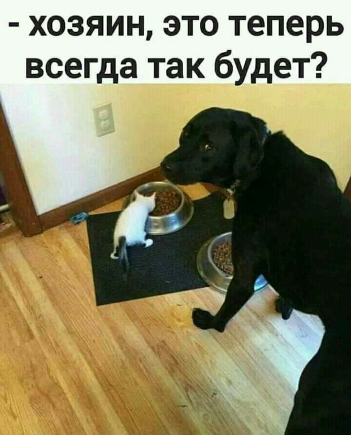 хозяин это теперь всегда так будет