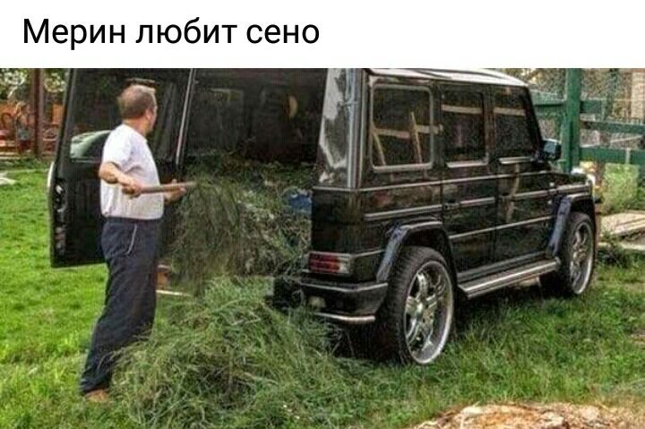 Мерин любит сено