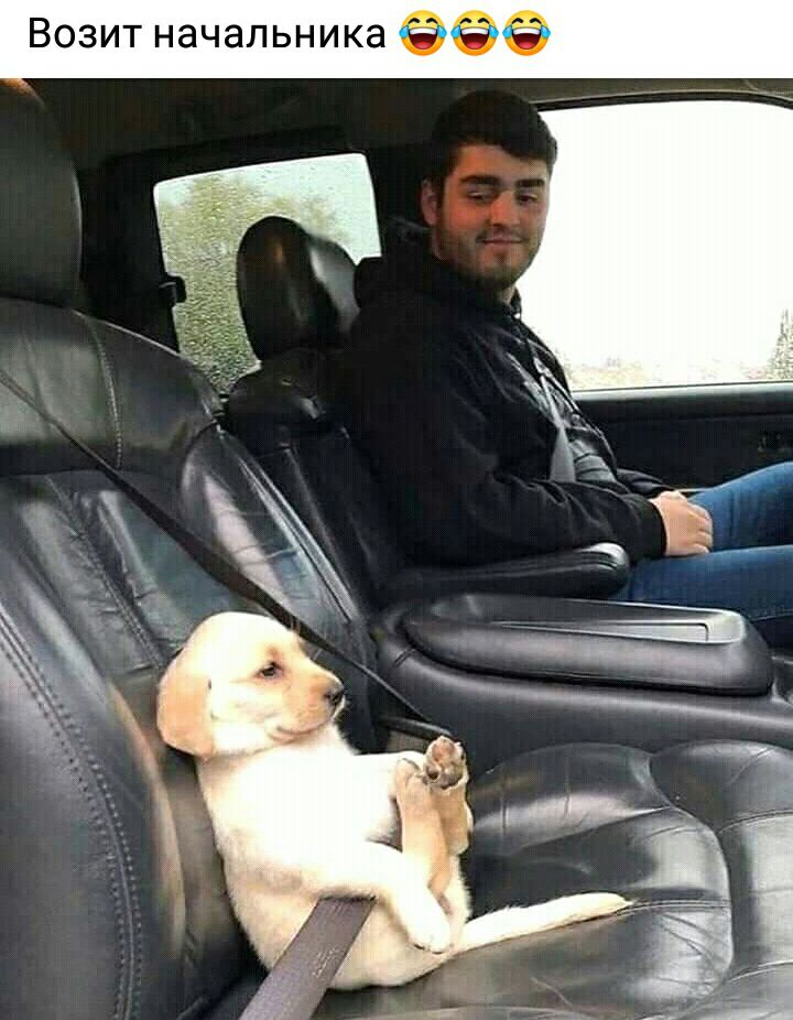 Возит начальника