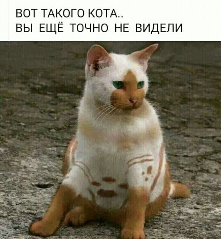 ВОТ ТАКОГО КОТА ВЫ ЕЩЁ ТОЧНО НЕ ВИДЕЛИ