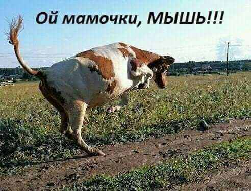 Ой мамочки МЫШЬ