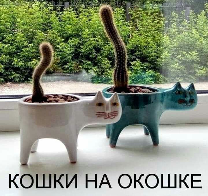 КОШКИ НА ОКОШКЕ