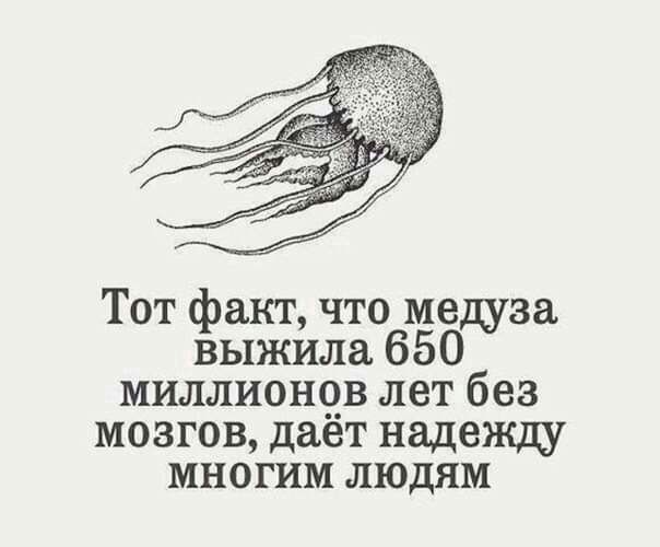 Тот факт что медуза выжила 650 миллионов лет без мозгов дает надежду многим людям