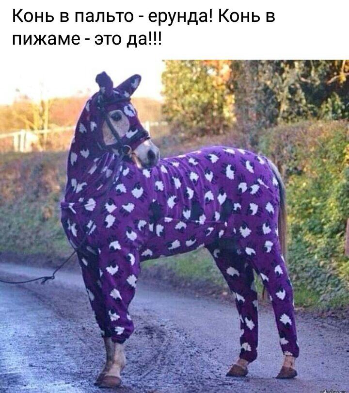 Конь в пальто ерунда Конь в пижаме это да