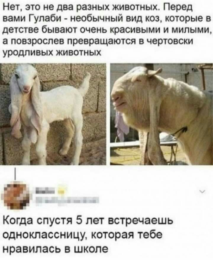 Нет это не два разных животных Перед вами Гупаби необычный вид коз которые в детстве бывают очень красивыми и милыми а повзрослев превращаются в чертовски уродливых животных ьь Когда спустя 5 лет встречаешь одноклассницу которая тебе нравилась в школе