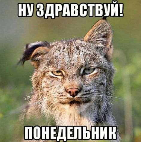 НУ ЗДРАВВТВУЙ