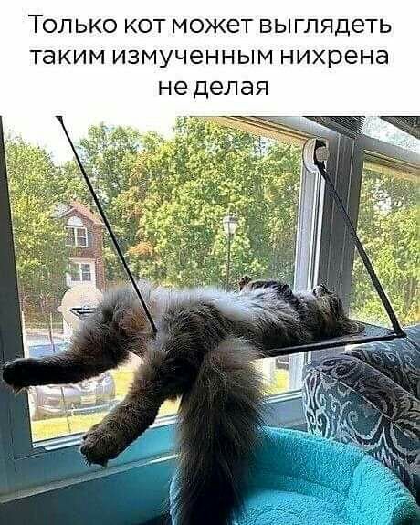 ТОЛЬКО КОТ может ВЫГЛЯДеТЬ таким ИЗМУЧеННЫМ нихрена не делая