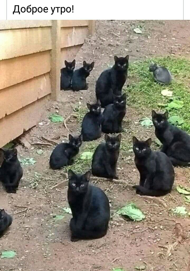 Доброе утро
