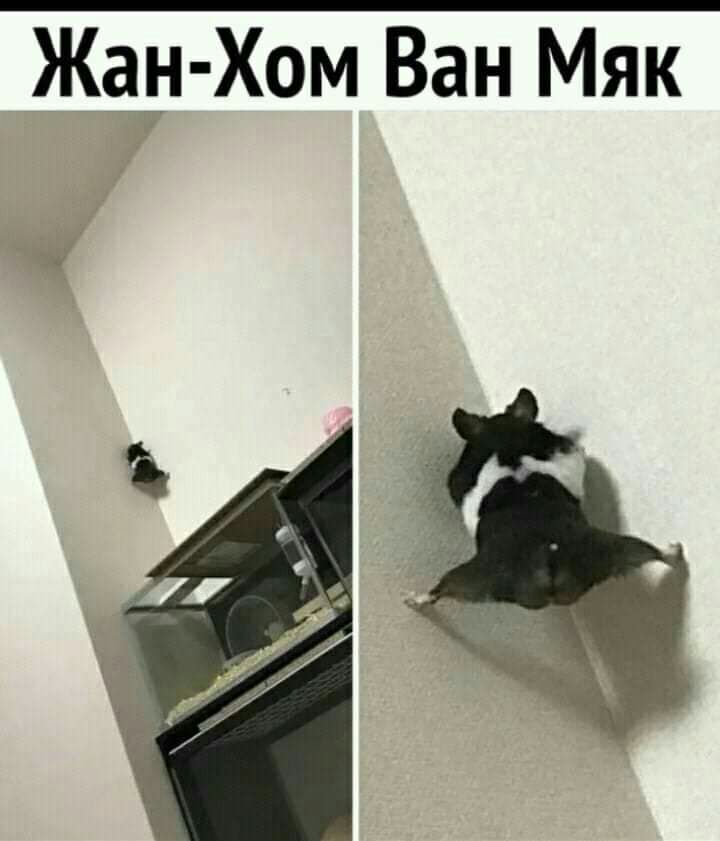 Жан Хам Ван Мяк